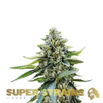 Eden cannabis seeds by Super Strains
