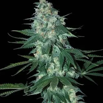El Alquimista cannabis seeds
