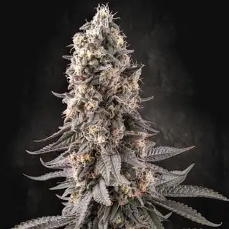 El Dorado OG cannabis seeds