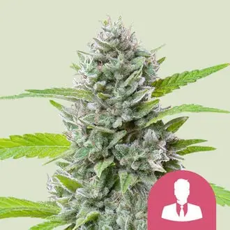 El Patron cannabis seeds by Royal Queen Seeds