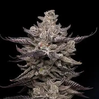 El Valle Haze cannabis seeds by Compound Genetics