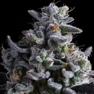 Elementz cannabis seeds by Anesia Seeds