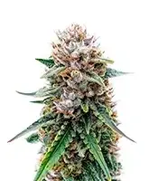 Elephant cannabis seeds