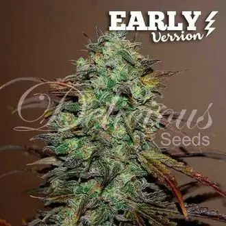 Eleven Roses - Early Version cannabis seeds by Delicious Seeds