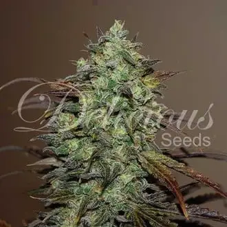 Eleven Roses cannabis seeds