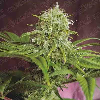 Elixir Vitae CBD cannabis seeds by Medical Seeds