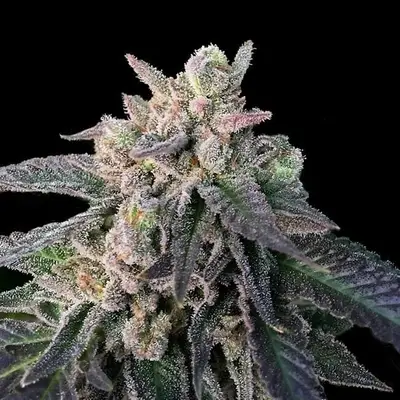 Elon’s X cannabis seeds