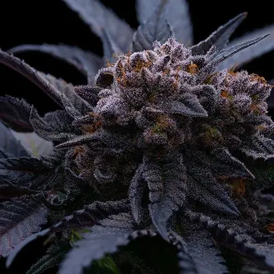 End Game RBX The Punch Line cannabis seeds