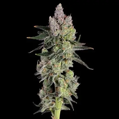 Equilibrium cannabis seeds