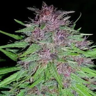 Erdpurt cannabis seeds by ACE Seeds