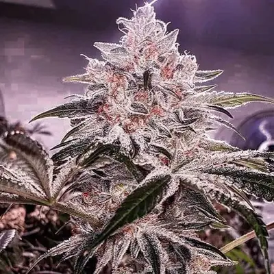Ethos Apex R1 cannabis seeds