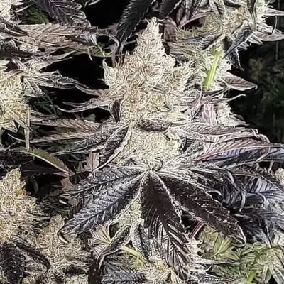 Ethos Cookies R2 cannabis seeds