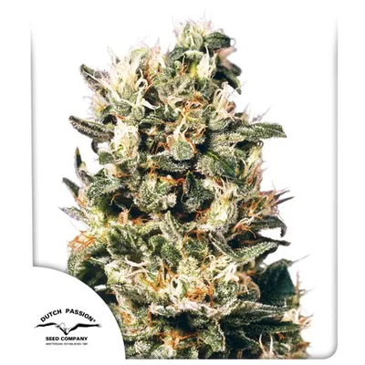 Euforia cannabis seeds