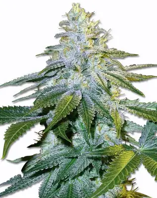 Euphoria cannabis seeds