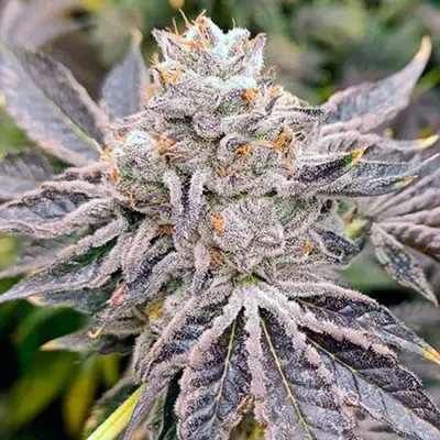 Euskal Zkittlez cannabis seeds