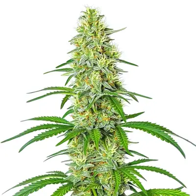 Exodus Cheese x Blue Head Band cannabis seeds