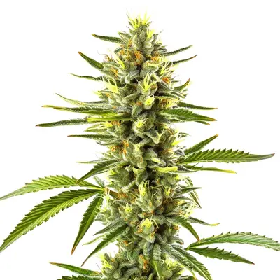 Exodus Cheese cannabis seeds by Blimburn Seeds
