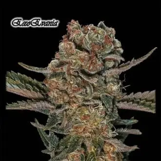 ExoEvania cannabis seeds by GeneSeeds