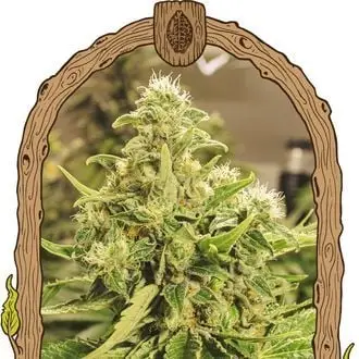 Exotic Pure CBG cannabis seeds