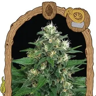 Exotic Thai cannabis seeds