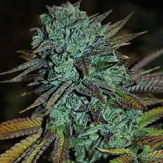 Expert Gorilla cannabis seeds by Expert Seeds