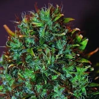 Expert Haze cannabis seeds by Expert Seeds