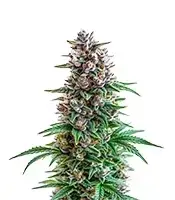 Extraction Apple And Bananas cannabis seeds