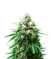 Extraction Cereal Milk cannabis seeds