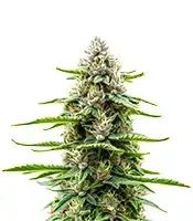 Extraction Dip Sixt cannabis seeds