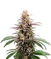 Extraction Grape Gas cannabis seeds