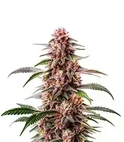 Extraction Guava cannabis seeds