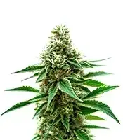 Extraction Honey Banana cannabis seeds