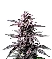 Extraction Horchata cannabis seeds