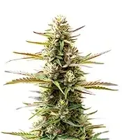 Extraction Jealousy cannabis seeds