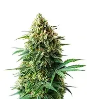 Extraction OG 18 Kush cannabis seeds