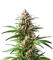 Extraction Ooze cannabis seeds