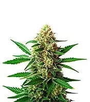 Extraction Original Z 2.0 cannabis seeds
