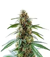 Extraction Permanent Maker cannabis seeds