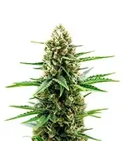 Extraction Red Velvet cannabis seeds