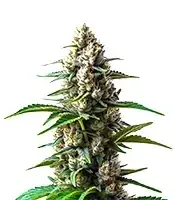 Extraction RS11 cannabis seeds