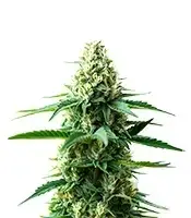 Extraction RS54 cannabis seeds
