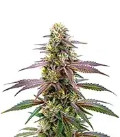 Extraction Spritzer cannabis seeds