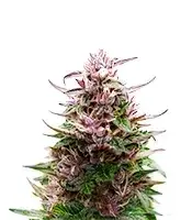 Extraction Tropicana Cherry cannabis seeds