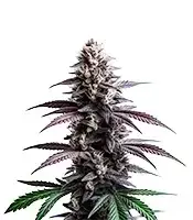 Extraction Zoap cannabis seeds