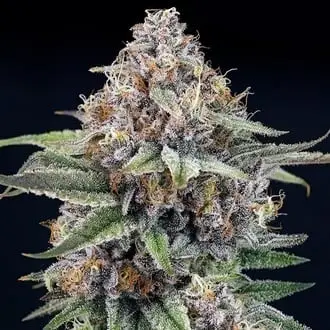 EyeBallz cannabis seeds by Ripper Seeds