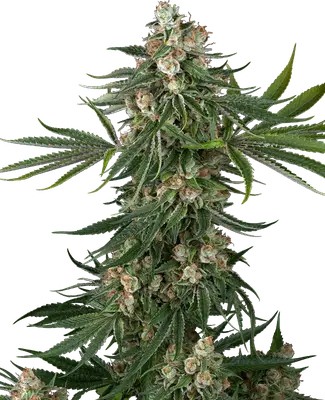 Fallout OG cannabis seeds