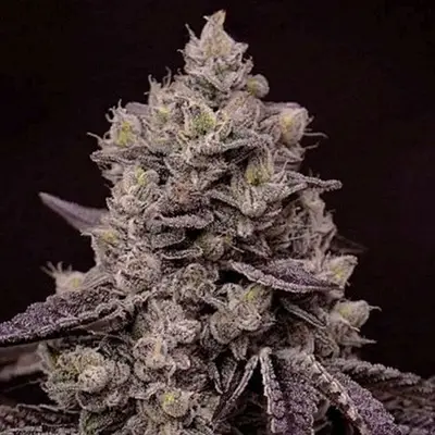 Fanta Sea RBX cannabis seeds