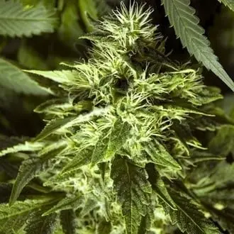 Fast Bud Outdoor cannabis seeds by Spliff Seeds