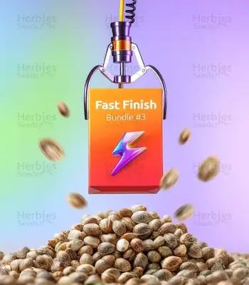Fast Finish Bundle #3 cannabis seeds