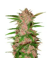 Fastberry cannabis seeds